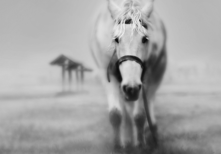Horse In A Fog wallpaper