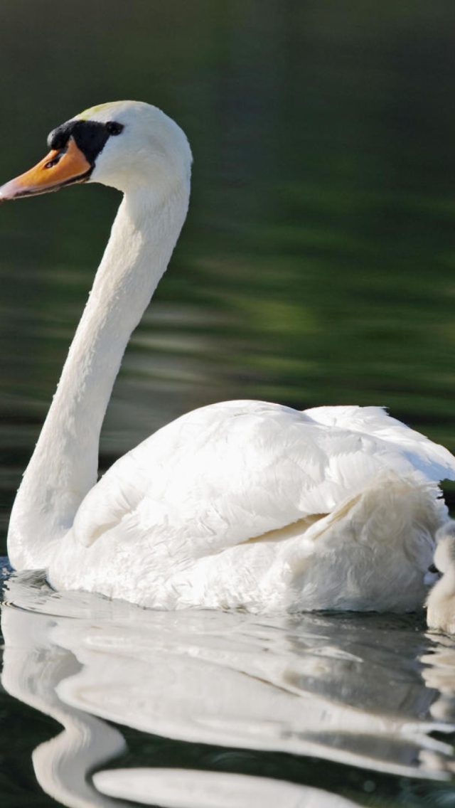 Обои Mother Swan 640x1136