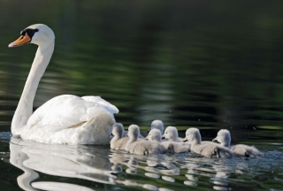 Mother Swan Background for Android, iPhone and iPad
