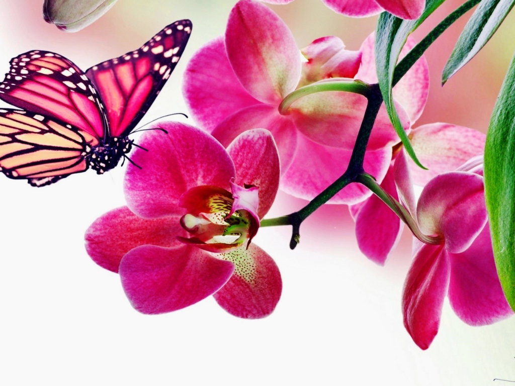 Fondo de pantalla Tropical Butterflies 1024x768
