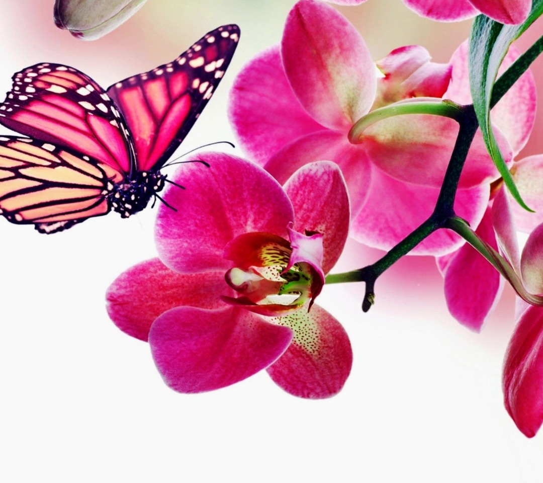 Fondo de pantalla Tropical Butterflies 1080x960