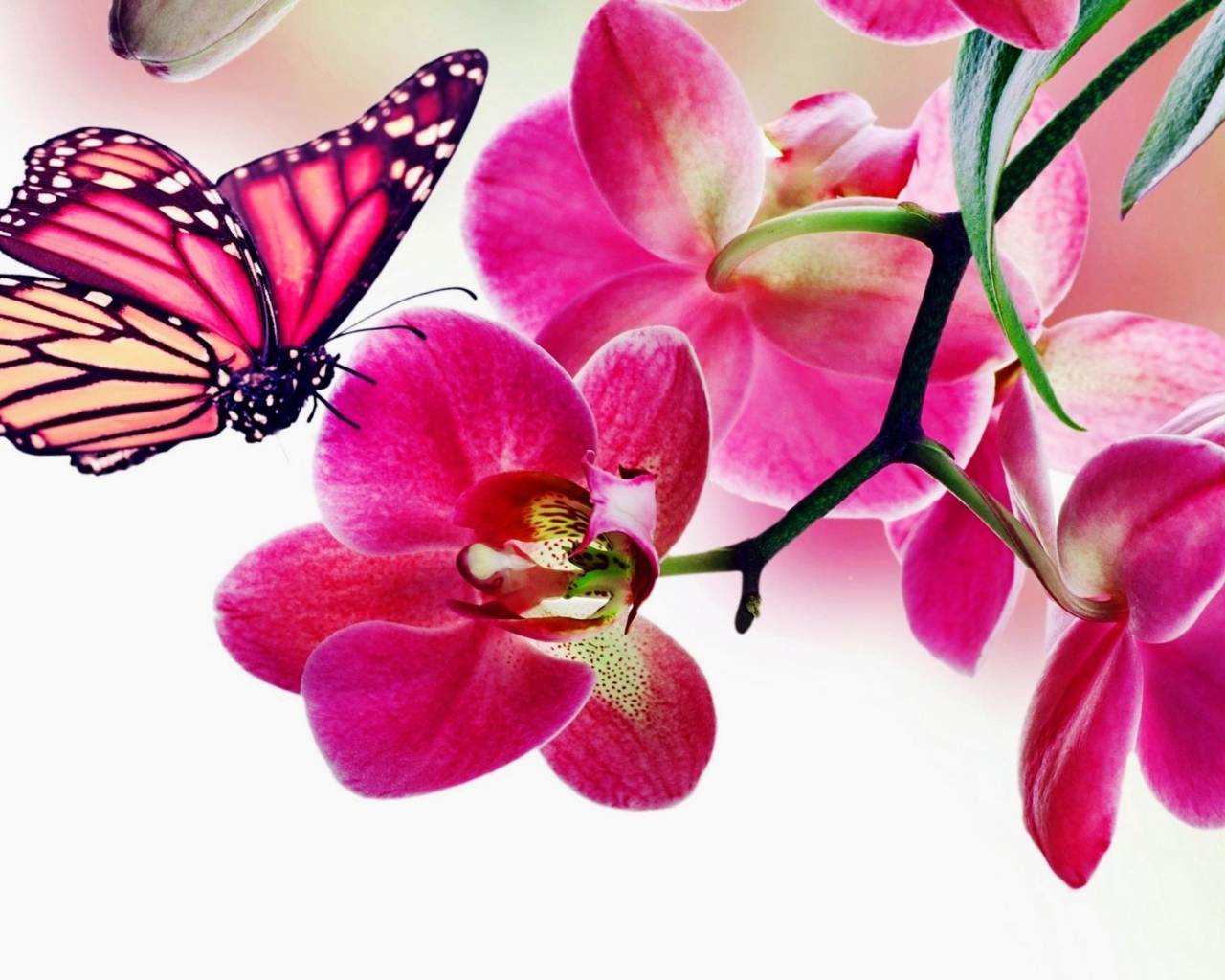 Screenshot №1 pro téma Tropical Butterflies 1280x1024