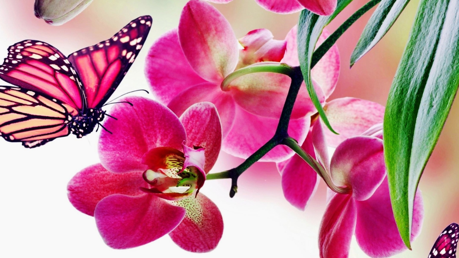 Screenshot №1 pro téma Tropical Butterflies 1600x900