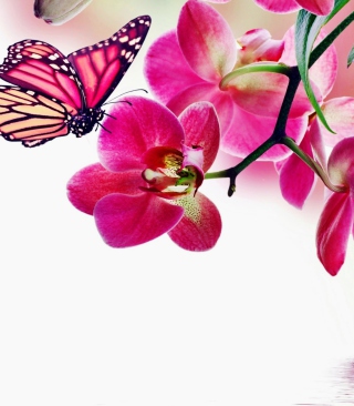 Tropical Butterflies - Obrázkek zdarma pro 320x480
