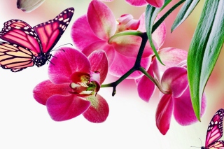 Tropical Butterflies Background for Android, iPhone and iPad