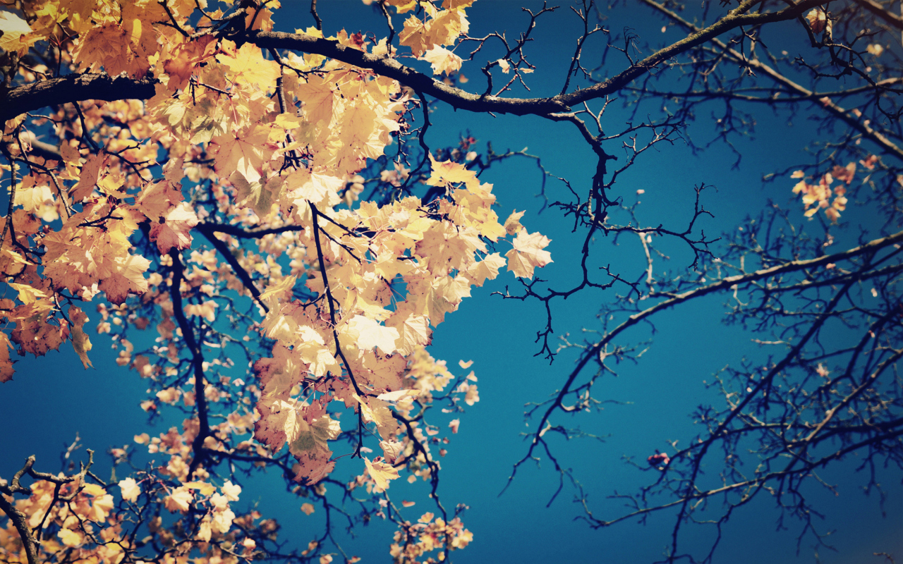 Das Golden Autumn Leaves Wallpaper 1280x800