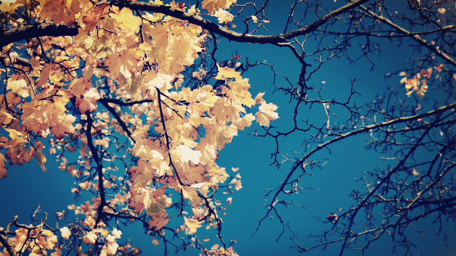 Fondo de pantalla Golden Autumn Leaves 1600x900