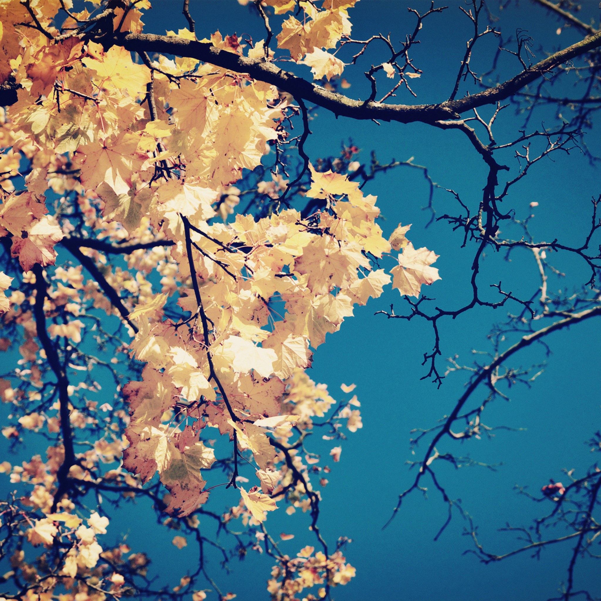 Golden Autumn Leaves screenshot #1 2048x2048