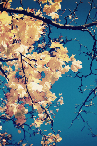 Das Golden Autumn Leaves Wallpaper 320x480