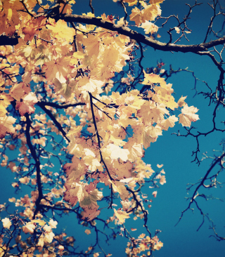 Kostenloses Golden Autumn Leaves Wallpaper für 128x160