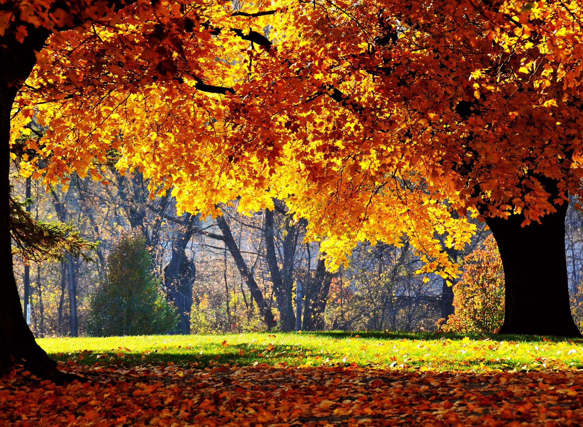 Обои Golden Autumn 1920x1408