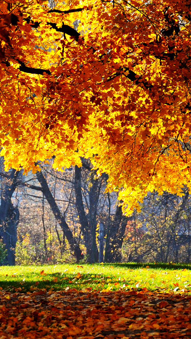 Golden Autumn screenshot #1 640x1136