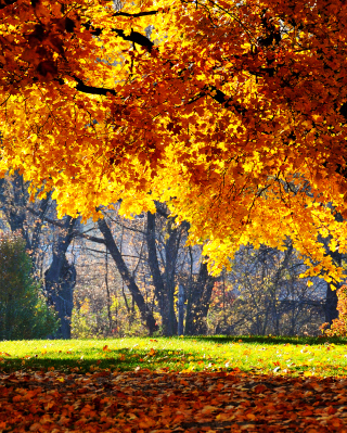 Golden Autumn - Obrázkek zdarma pro iPhone 5C