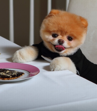 Boo Cutest Dog - Obrázkek zdarma pro iPhone 5