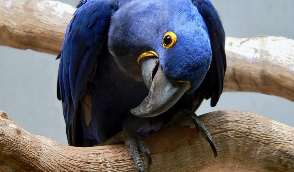 Cute Blue Parrot wallpaper 1024x600