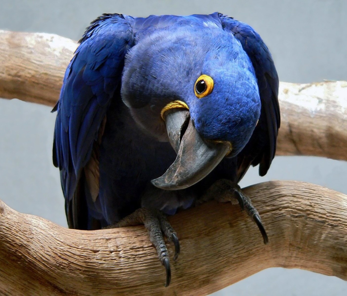 Обои Cute Blue Parrot 1200x1024