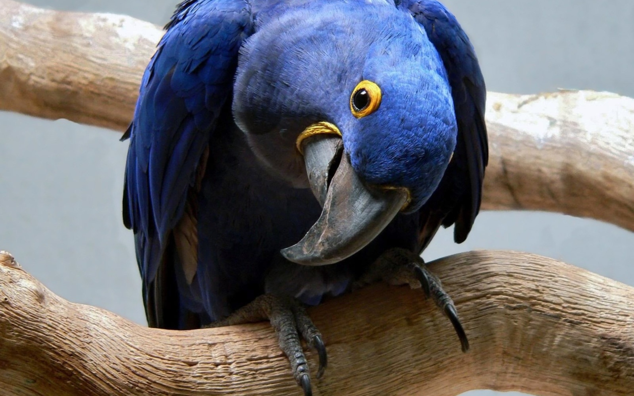 Cute Blue Parrot wallpaper 1280x800