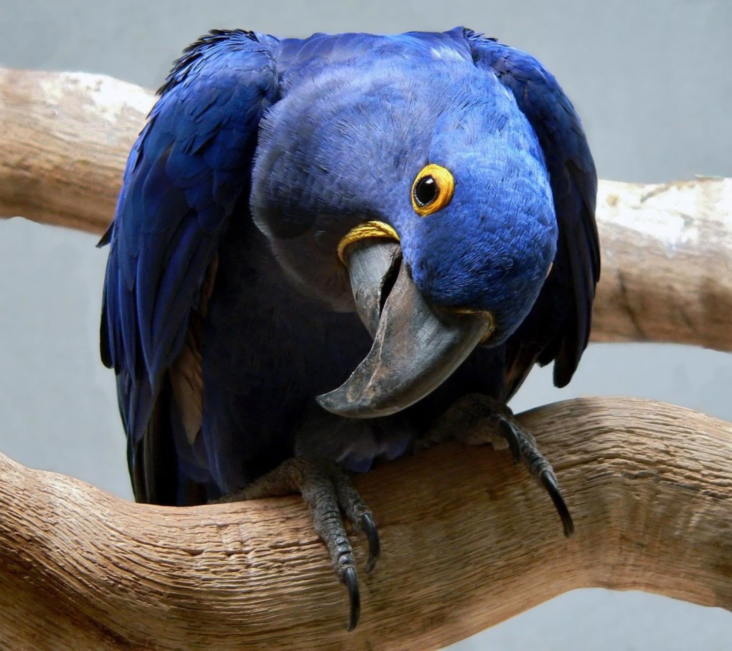 Cute Blue Parrot wallpaper 1440x1280