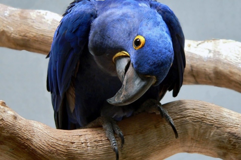 Cute Blue Parrot wallpaper 480x320