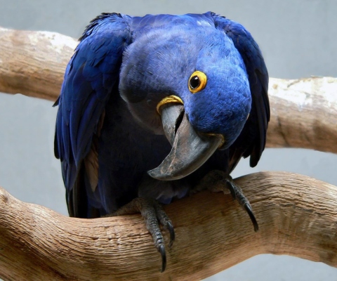 Cute Blue Parrot wallpaper 480x400