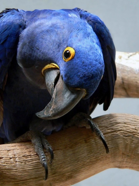 Cute Blue Parrot wallpaper 480x640