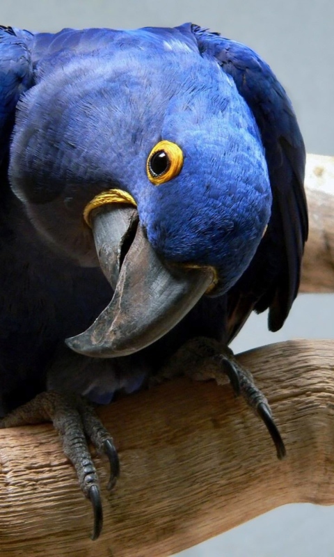 Cute Blue Parrot wallpaper 480x800
