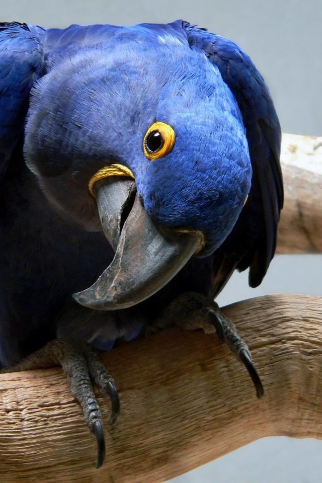 Cute Blue Parrot wallpaper 640x960