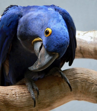 Cute Blue Parrot - Obrázkek zdarma pro 768x1280