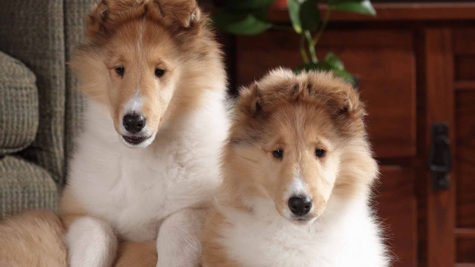 Collie Puppies screenshot #1 1600x900