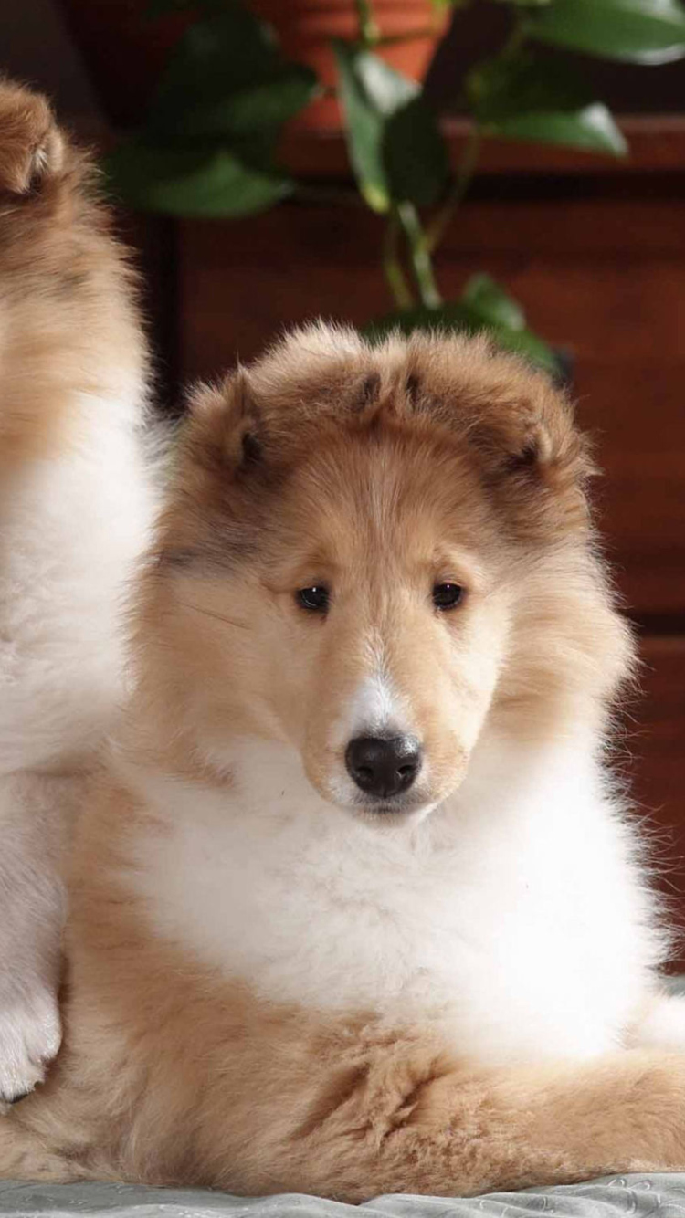 Collie Puppies screenshot #1 750x1334