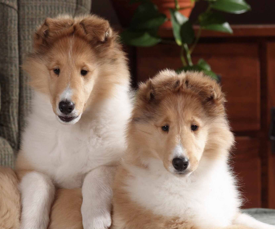 Обои Collie Puppies 960x800