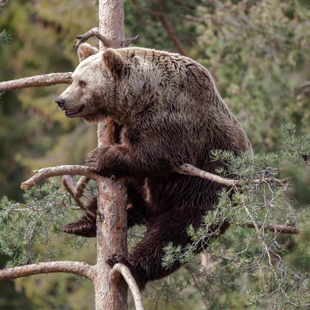 Обои Big Bear On Pine Tree 1024x1024