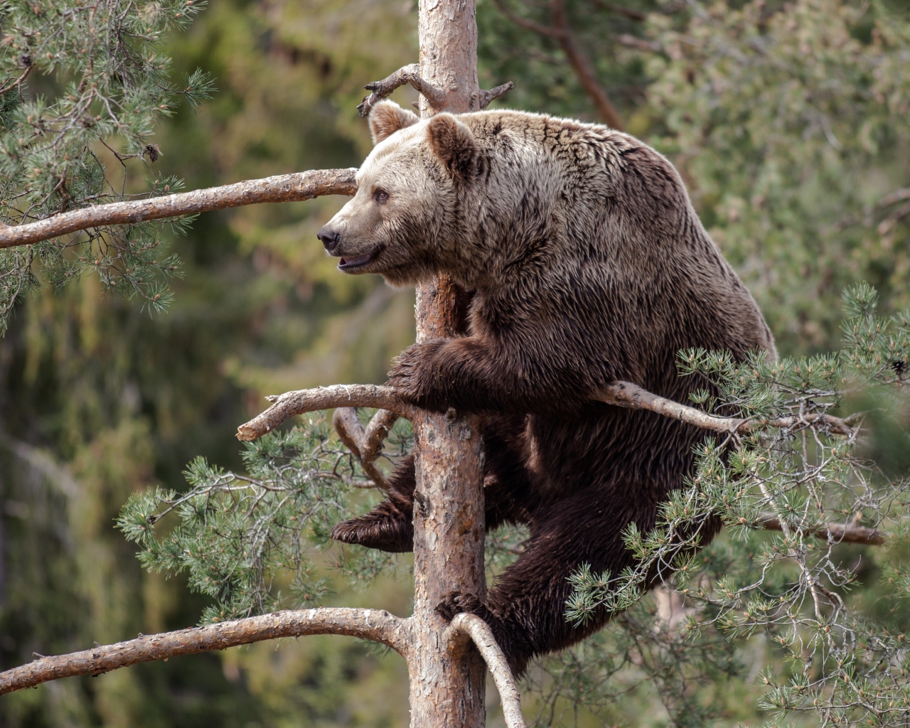 Обои Big Bear On Pine Tree 1280x1024