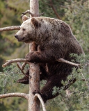 Sfondi Big Bear On Pine Tree 128x160