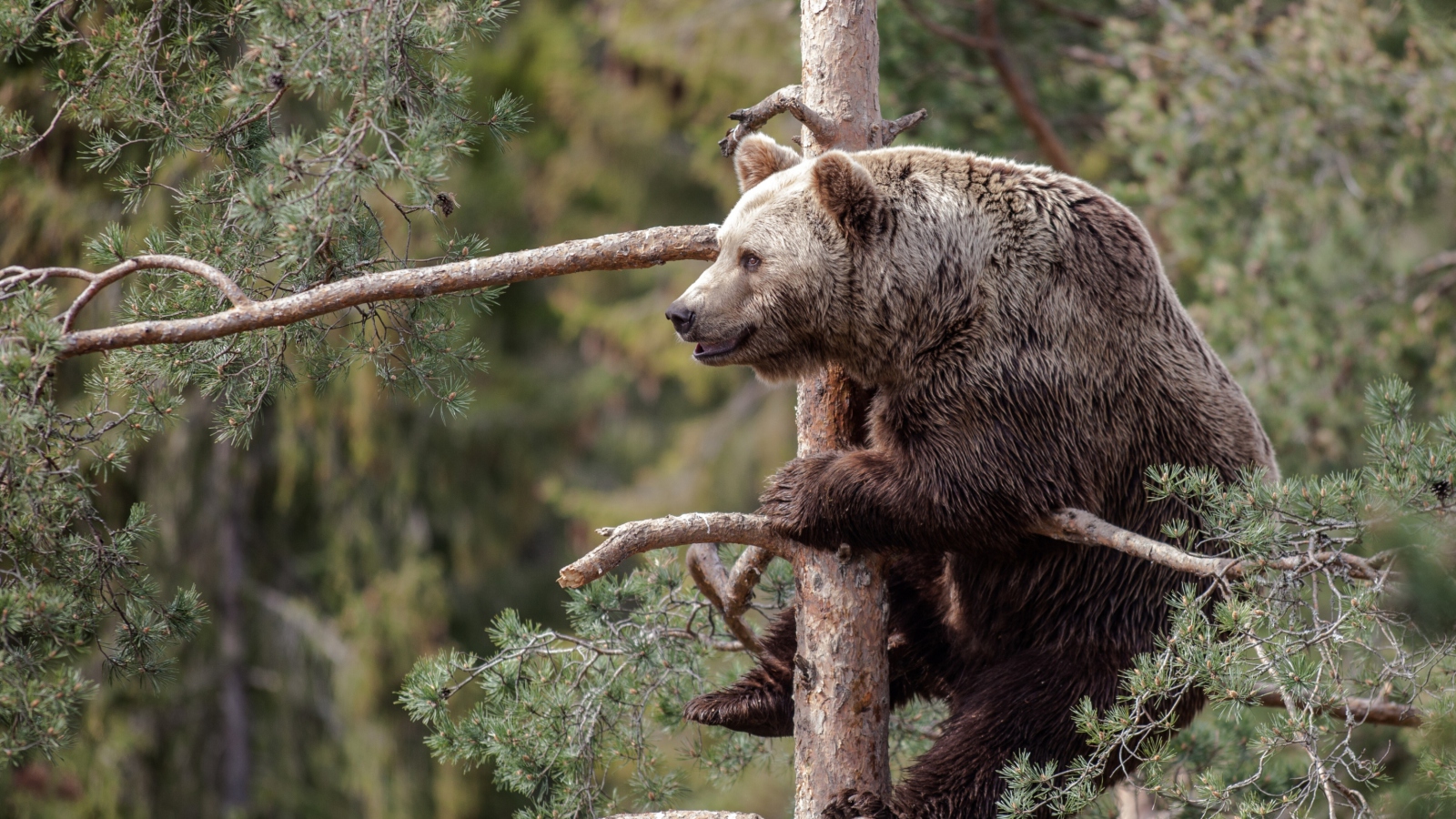 Fondo de pantalla Big Bear On Pine Tree 1600x900
