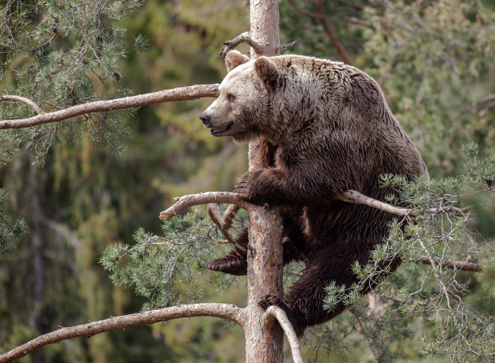 Big Bear On Pine Tree screenshot #1 1920x1408