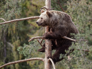 Sfondi Big Bear On Pine Tree 320x240
