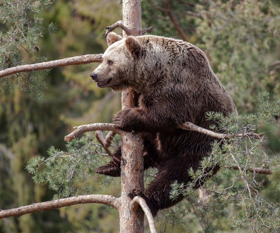 Das Big Bear On Pine Tree Wallpaper 960x800