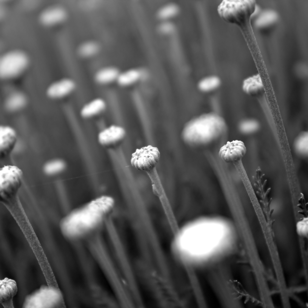 Screenshot №1 pro téma Black And White Flower Buds 1024x1024