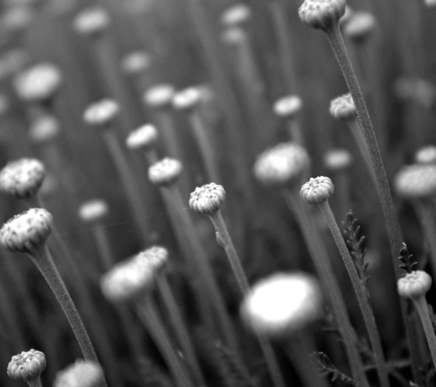 Screenshot №1 pro téma Black And White Flower Buds 1440x1280