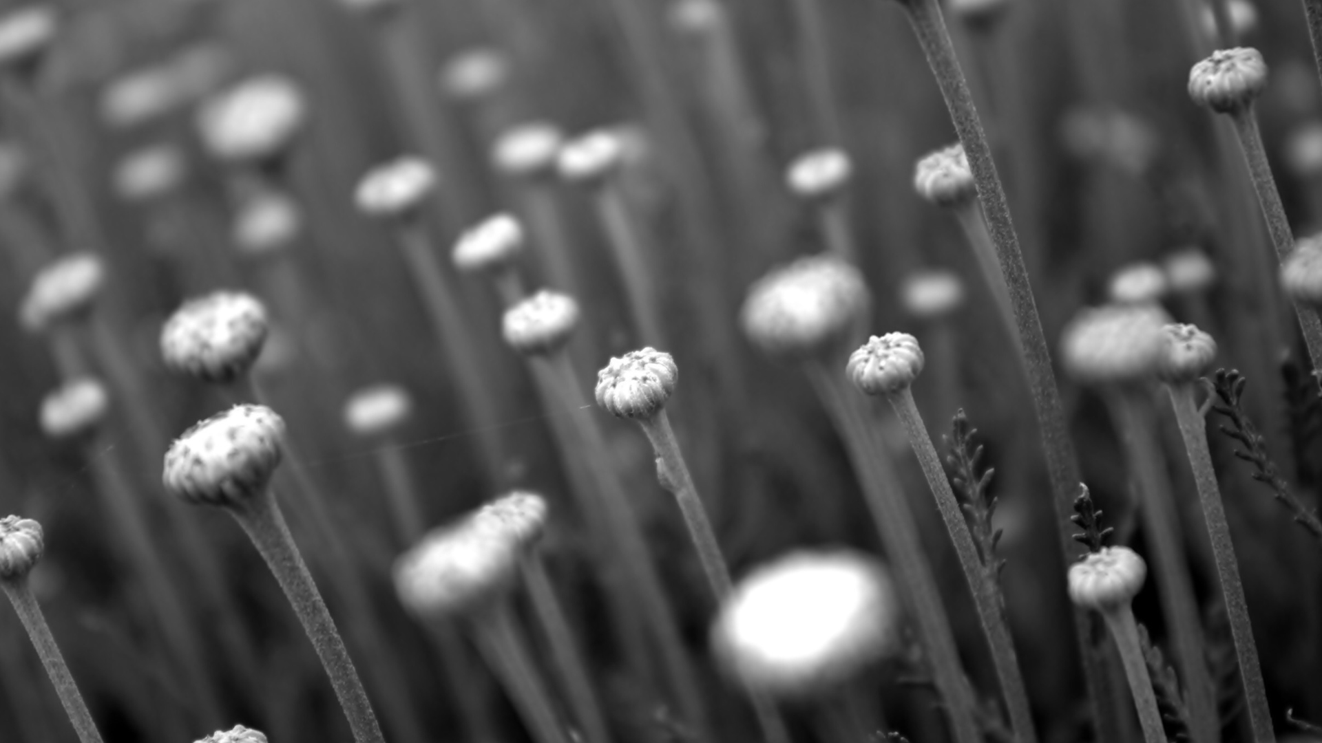 Screenshot №1 pro téma Black And White Flower Buds 1920x1080