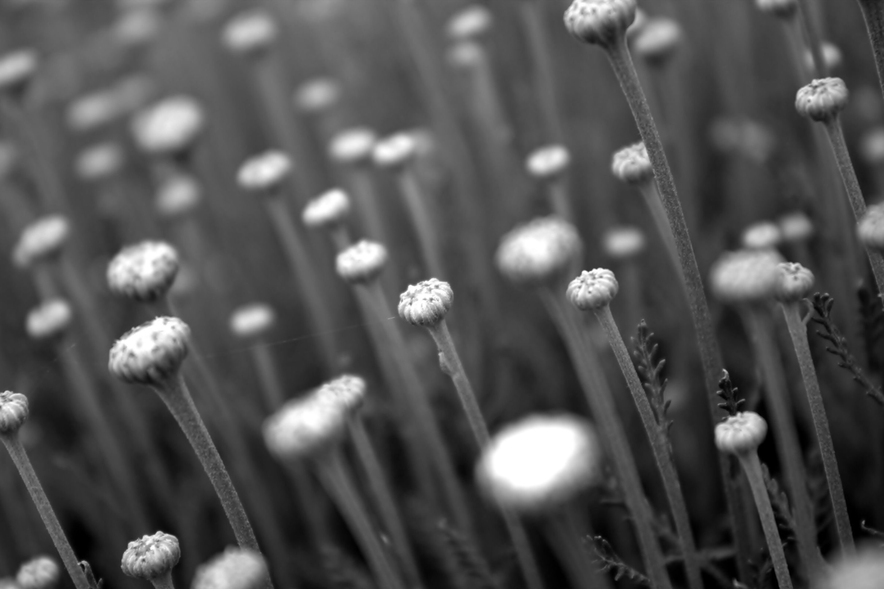 Screenshot №1 pro téma Black And White Flower Buds 2880x1920