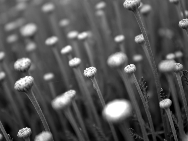 Screenshot №1 pro téma Black And White Flower Buds 640x480