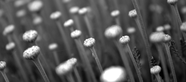 Screenshot №1 pro téma Black And White Flower Buds 720x320