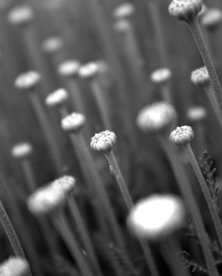 Black And White Flower Buds - Obrázkek zdarma pro 640x960
