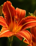 Screenshot №1 pro téma Orange Lily Hd 128x160