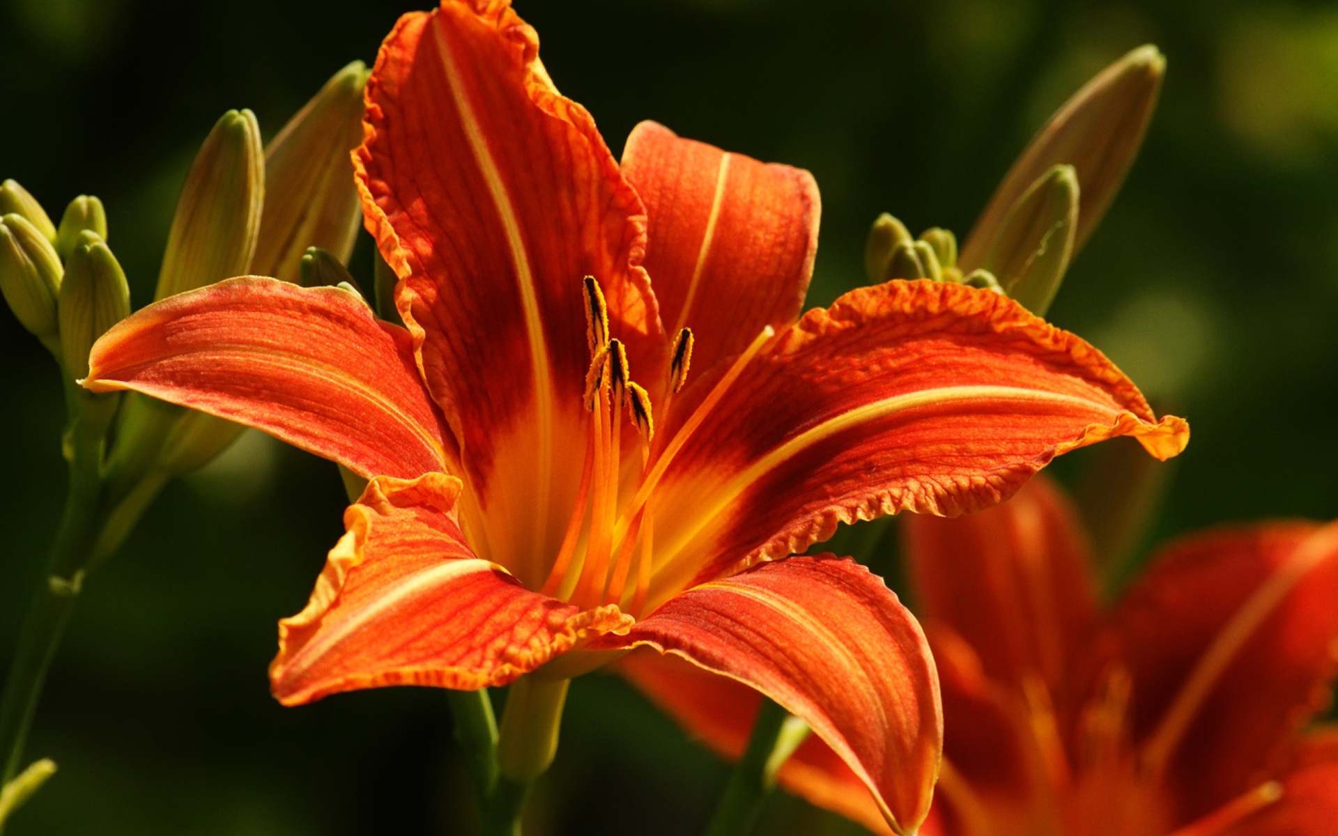 Fondo de pantalla Orange Lily Hd 1920x1200