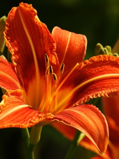 Screenshot №1 pro téma Orange Lily Hd 240x320