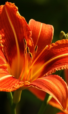 Screenshot №1 pro téma Orange Lily Hd 240x400