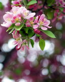 Sfondi Pink May Blossom 128x160